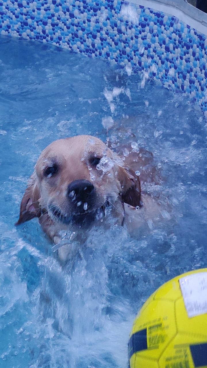 Dog Swimming Pool - Professional service photo 1