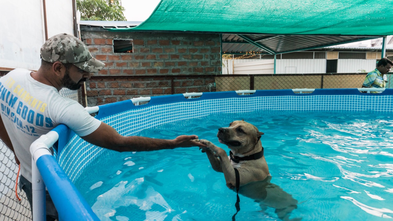 Dog Swimming Pool