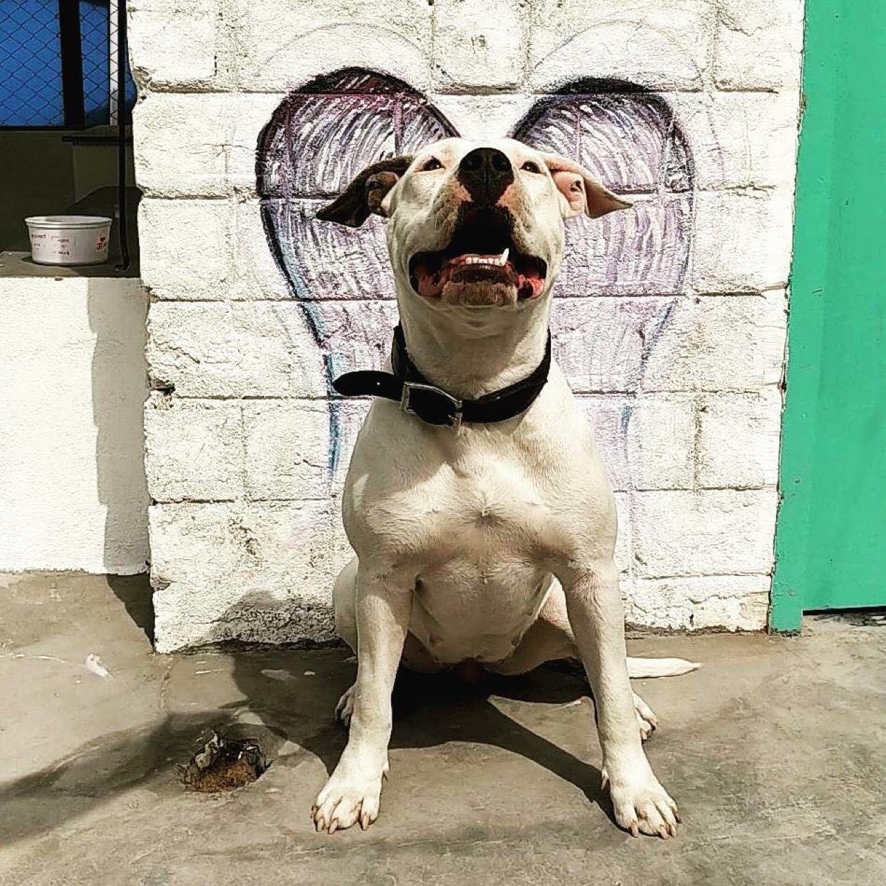 Dog Training & Behavior - Professional service photo 1