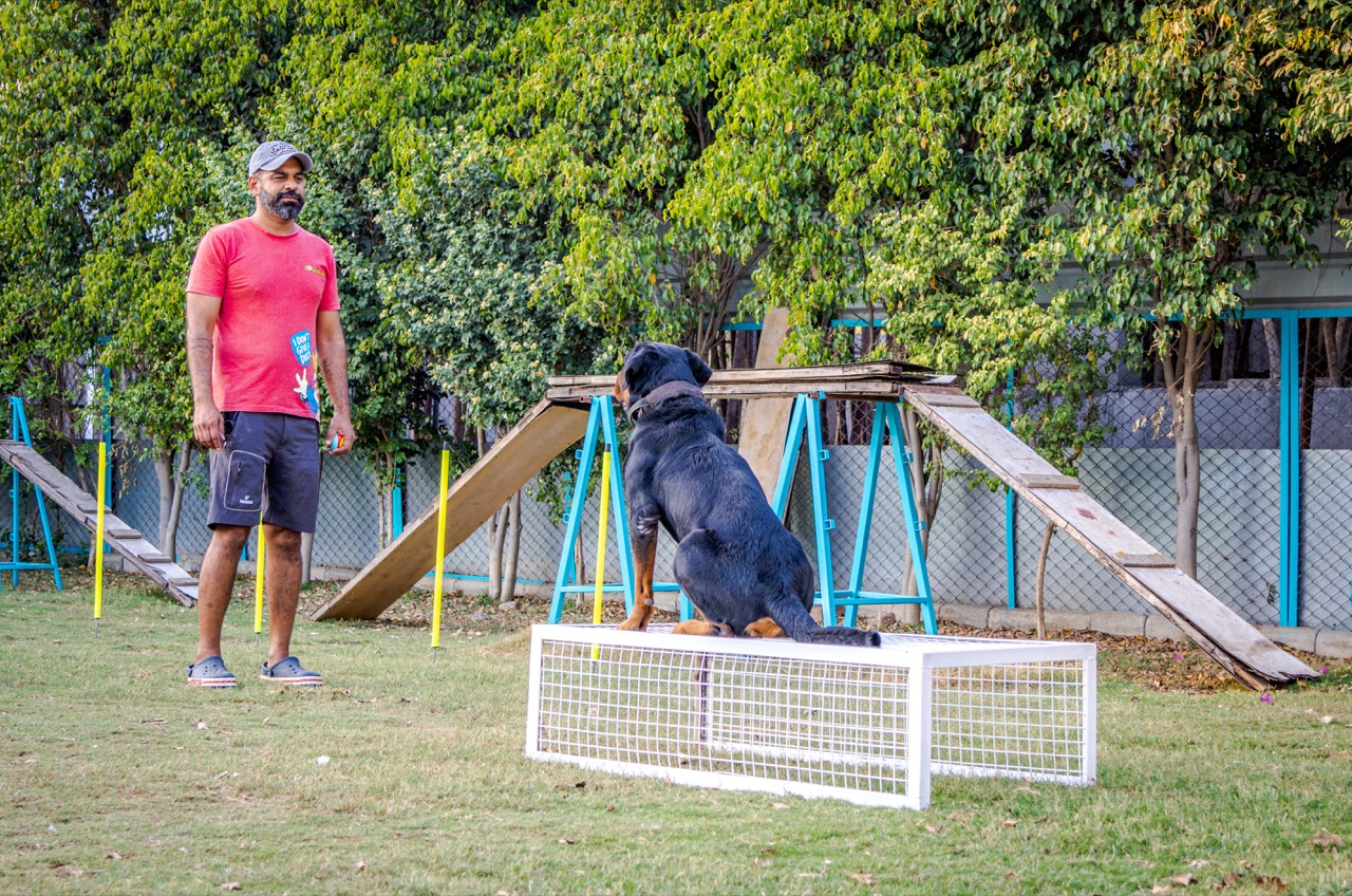 Dog Training & Behavior - Professional service photo 2