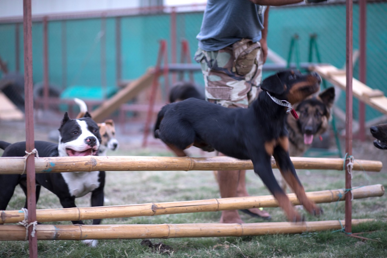 Dog Training & Behavior