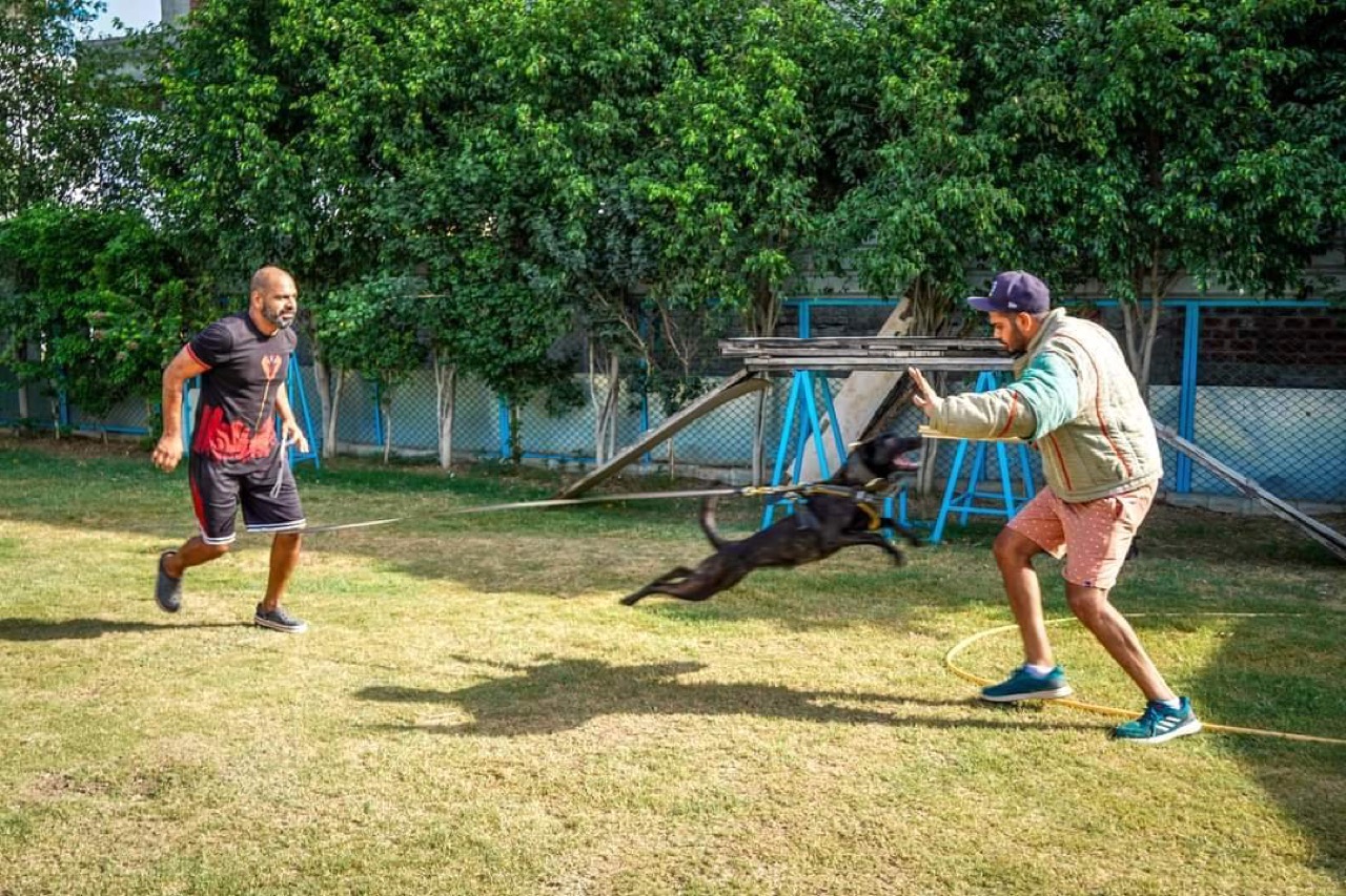Dog Training & Behavior - Photo 7